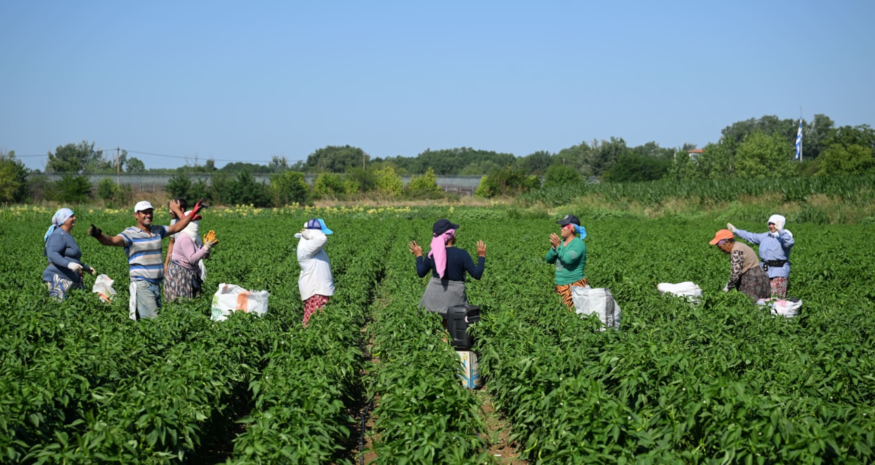 Ağlaya oynaya hasat ediyorlar: 250 ton rekolte bekleniyor